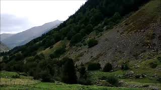 Sheep and Berger des Pyrenees in the Pyrenees [upl. by Ilyak620]