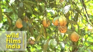 Nutmeg Myristica fragrans growing on the tree in Kerala [upl. by Allis989]