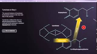 ANATOMY SKIN TYROSINASE PATHWAY [upl. by Downs231]