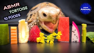 ASMR Mukbang Eating 10 Foods ✨ Turtle Tortoise 142 [upl. by Jedidiah]