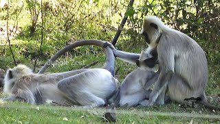 Jungle Zest  Grey Langurs near Our Stay [upl. by Eilrebmik766]