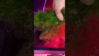 How To Successfully Cultivate And Maintain Marine Chaetomorpha Algae In Your Aquarium [upl. by Rusticus512]