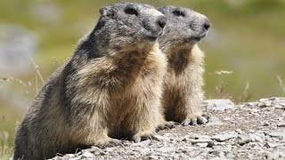 Ardèche  Les Marmottes Mont Mezenc [upl. by Wildon]