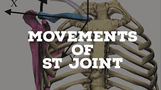 Movements of the scapulothoracic joint [upl. by Isabella]