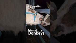 Are Mini Donkeys all their cracked up to be donkey Horomones farm [upl. by Chaffin]