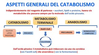 ANABOLIMO E CATABOLISMO [upl. by Kenwee]