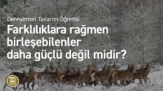 Deneyimsel Tasarım Öğretisi  Güçlü olmak için [upl. by Ettezyl]