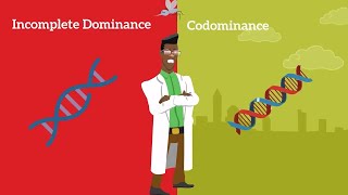 Genetics Basics Difference between Codominance and Incomplete Dominance [upl. by Ibbie]