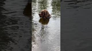 Wirehaired pointing griffon Dublin is barely keeping his head above water birddog [upl. by Gamber]