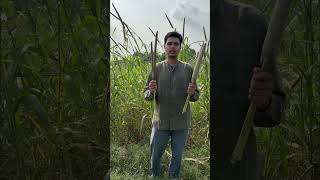 Hybrid bajra vs desi bajra difference farming natural organic desi [upl. by Nuahsak]