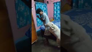 Coco labradorlovers doglover youtubeshortvideo [upl. by Trish]