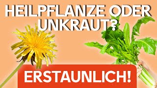 Die Wirkung von LÖWENZAHN ​🌼​ Heilpflanze oder nur UNKRAUT 😱​ Wildkräuter kennenlernen 🌱​💡​ [upl. by Pacien76]