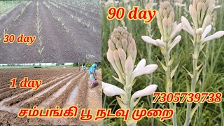 Sampangi poo valarpu  7305739738  சம்பங்கி பூ வளர்ப்பு  sampangi flower cultivation agriculture [upl. by Aihsa98]