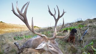 Red stag hunting in the Carpathian Mountains Hirschjagd in den Karpaten Kronhjortejagt [upl. by Drawde637]