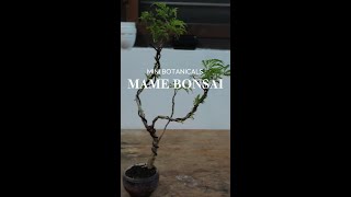 Aralia Plant Mame Bonsai [upl. by Aicinad404]