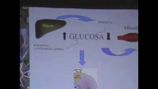 REGULACIÓN HORMONAL DEL METABOLISMO DE LOS CARBOHI [upl. by Zitella243]