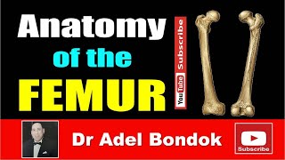 Anatomy of the Femur Osteology Dr Adel Bondok Making Anatomy Simple [upl. by Janenna209]