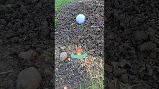 Golf ball lands in gopher mound whats the ruling ‎usga [upl. by Livi722]