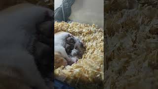 Yavrularını emziren anne hamster 🐹 Hamster yavruları pets hamsters hayvanlar [upl. by Nelsen]