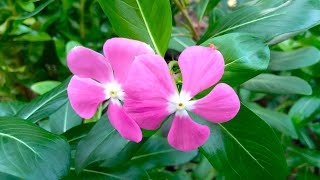 Periwinkle Flower Plant  vinca Plant  myrtle Plant Catharanthus roseus Periwinkle [upl. by Norrek]