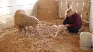 Merino sheep gives birth to twins at Leonis Adobe Museum [upl. by Ellett77]