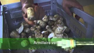 Comment préparer ses champignons forestiers pour la vente [upl. by Ahslek8]