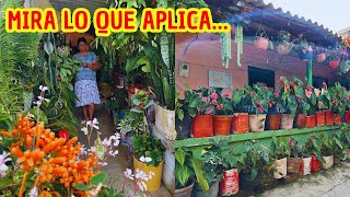 El típico jardín campesino Dorita usa solo leche y café para abonar sus plantas😲 AP [upl. by Nywloc]