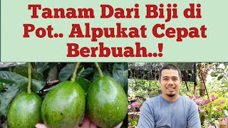 Cara Menanam Alpukat di Pot Dari Biji Agar Cepat Berbuah Panduan Lengkap [upl. by Stagg]