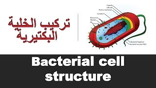 Bacterial cell structure [upl. by Yentuoc289]