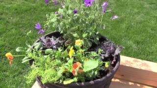 How to Change your Container Gardens for each Season [upl. by Esaj]