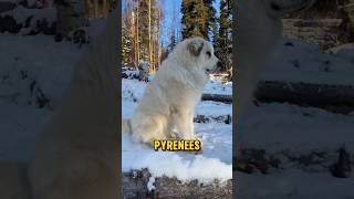 Great Pyrenees  The perfect guardian dog guarddog dog [upl. by Hsirahc29]