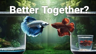 Can a Male and Female Betta Fish Live Together Understanding Betta Compatibility [upl. by Teteak]