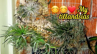 Tillandsia και άλλες Βρομέλιεςφροντίδα και Καλλιέργεια😉😊 [upl. by Nysila]