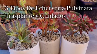 3 Tipos De Echeveria Pulvinata Trasplante y Cuidados [upl. by Ajar]