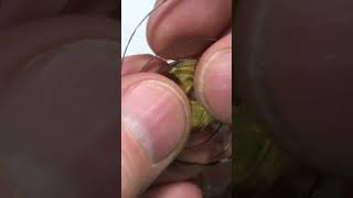 “fixing a broken mainspring” NOT replacing soldering spring steel [upl. by Rhody]