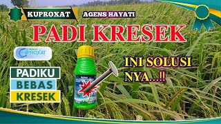 Penyakit Kresek pada Tanaman Padi dan hawar daun bakteri [upl. by Westmoreland]