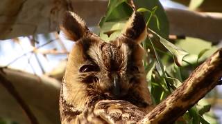 Adult Long Eared Owl Asio otus  with three chicks in a eucalyptus tree near Nicosia  Cyprus [upl. by Holly-Anne922]