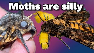 Funny Moth BEHAVIOUR Deaths Head version 😂 [upl. by Roskes]