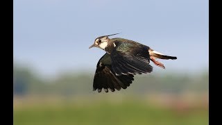 Samen weidevogels beschermen doe je ook mee [upl. by Cressida]