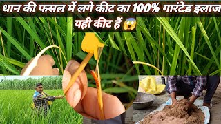 धान की फसल में लगे कीट का 100 गारंटेड इलाज subscribe धान धानकीखेती vartako agriculture [upl. by Erastatus901]