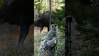 A bull moose grunting with every step is one of those sounds youll never forget bowhunting moose [upl. by Anitap875]