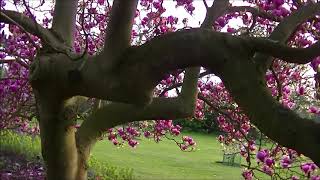 Magnolia Tree at Kew Gardens London United Kingdom [upl. by Kinghorn]