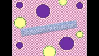 Digestión y absorción [upl. by Neely]