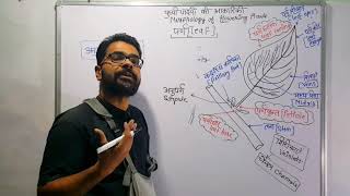 पत्ती की संरचना एवं प्रकार  Structure of leaf and types  Morphology of Leaf in Hindi आकारिकी [upl. by Antsirhc165]