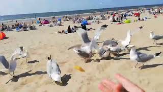 Meeuwen op het strand in Zandvoort [upl. by Caia]