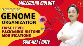 Genome Organization Eukaryotes Part 3A2  First Level Packaging and Histone Modifications [upl. by Erskine898]