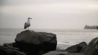 Capitola California [upl. by Oliana474]