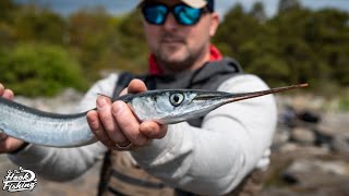 Needlefish Catching Garfish from the shore [upl. by Niccolo]