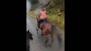 Billy the standardbred pacing What a horse standardbred pacer offroading [upl. by Nylyrehc555]