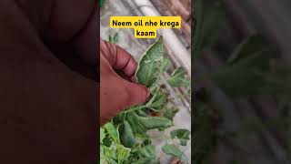 Neem oil nhe krega kaam kichengarden backyardgardening garden kitchingarden tamatar [upl. by Sal]